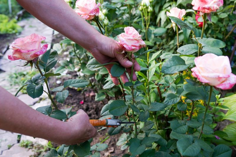 Shrub Cutting