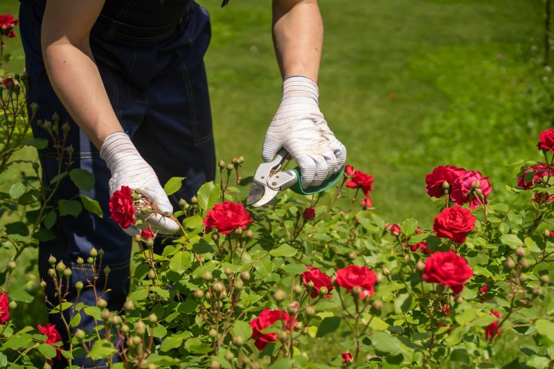 Shrub Cutting