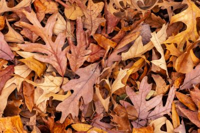 Autumn Leaf Mulching