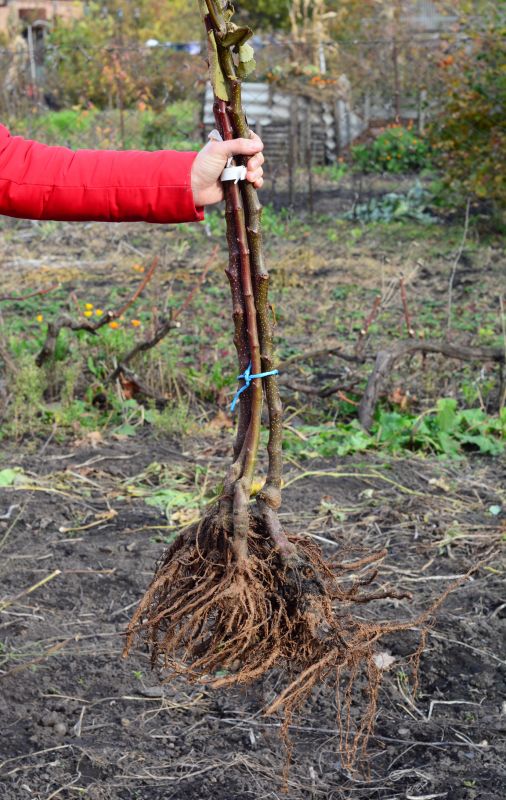 Rooted Shrub Cuttings